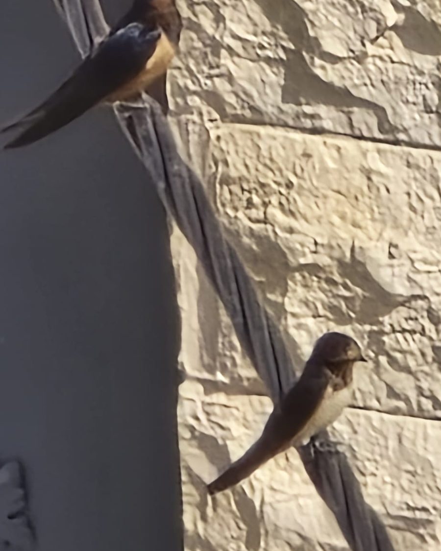 שני ציפורים על קיר אבן באור בוקר